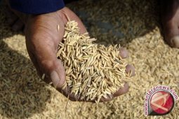 Harga Gabah Di Lampung Naik 11 Persen