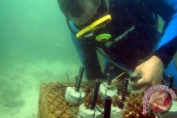 Kelompok Nelayan Jember Tanam Terumbu Karang di Pantai Papuma