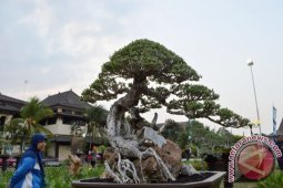 Pameran Bonsai