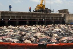 Kapal ternak terbalik akibat badai di perairan Jepang, 42 kru hilang