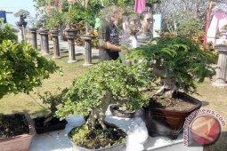 Pameran Bonsai Tarik Perhatian Pengunjung NDF