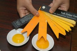 Telur Omega 3 Bagi Otak dan Kesehatan Jantung