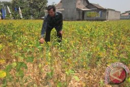 Harga Kedelai di Bawah HPP