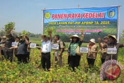 Panen Kedelai