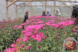 Petani Bunga Krisan Keluhkan Hama Karat Daun