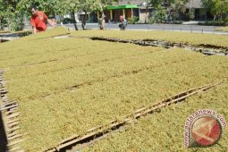 Harga Tembakau Virginia RAM Ngawi Stabil