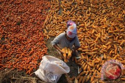 Harga Jagung Pasuruan Turun