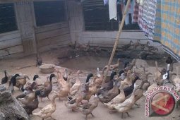 10 Kelompok peternak dilatih kembangkan itik lokal