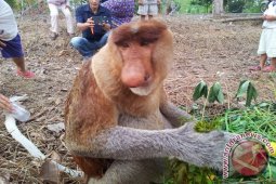 Pemkab Tapin Hijaukan Kembali Area Konservasi Bekantan