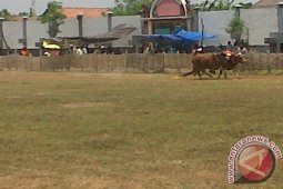 Seleksi Karapan Sapi Piala Presiden Serentak Se-Madura