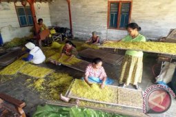 Merajang Tembakau