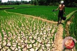 BKPP Banten Siap Bantu Petani Gagal Panen