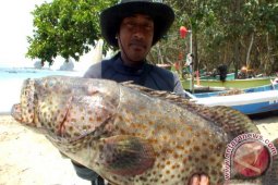 Ikan Kerapu Jadi Primadona Nelayan di Jember