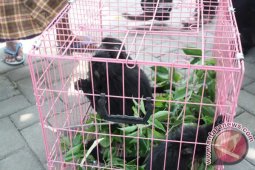BKSDA Jatim Gagalkan Penjualan Lutung Jawa