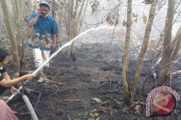 Empat hektare tanaman jelutung di Jambi terbakar