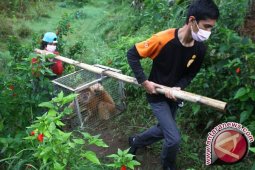 Habitat Elang dan Lutung di Semeru Ikut Terbakar