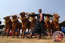Festival Sapi Sonok