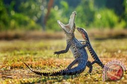 Peserta Kalbar Juara Lomba Foto Satwa Internasional