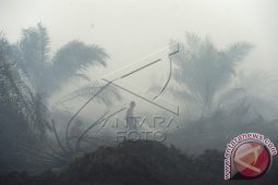 15.600 hektare lahan di Jambi terbakar