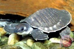 WWF Dorong Perlindungan Kura-Kura Moncong Babi