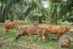 Pola Integrasi Sapi-Sawit Terus Telurkan Inovasi
