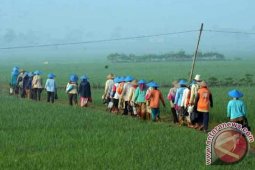 Petani Bendo Bojonegoro Peroleh Pelatihan Tanam padi