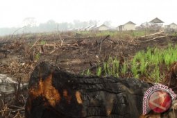 Pembukaan Lahan Transmigrasi di Tanjung Satai Diduga Dibakar