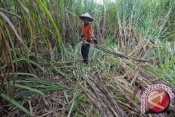 Produksi tebu Jambi capai 12.783 ton