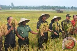 Bupati Nias Utara Panen Raya Padi