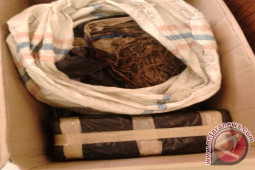 Warga Temukan 45 Kg Daun Ganja Kering  di Rumah Kosong.
