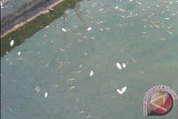 Petambak Kapuas Merugi Akibat Ikan Peliharaan Mati