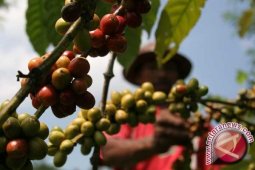 Kopi Liberika Tungkal Jambi dipatenkan