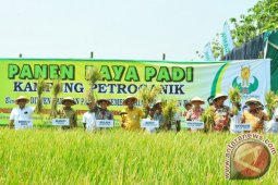 Petrokimia Panen Raya Benih Petro Hibrid