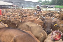 Kalbar Dapat Jatah 1.000 Ekor Sapi