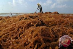 Beralih Ke Rumput Laut Sayur