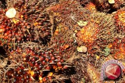 Harga CPO di Jambi Rp8.645 per kilogram