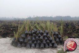 GAPKI: Ekspor Sawit Indonesia Meningkat Karena El Nino