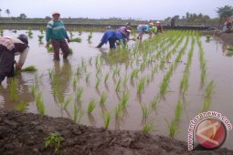 Kubu Raya Tanam Padi Serentak di Ampar