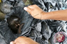 Polda Sumut Tangkap Kapal Bawa Trenggiling