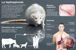 84 kasus kematian dari 878 kasus di Filipina akibat bakteri leptospirosis