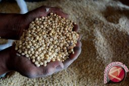Produksi kedelai jambi naik 4,49 persen