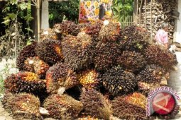 Harga CPO Jambi turun rp39/kg