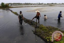Pemkab Sidoarjo Dorong Petambak Gunakan Sumur Bor