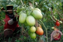Peneliti IPB Kembangkan Varietas Tomat Non-hibrida