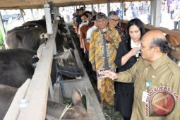 BI Kembangkan "Vila Sapi" di Karangasem