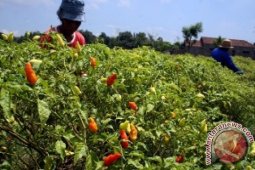Harga Cabai Rawit di Probolinggo Turun