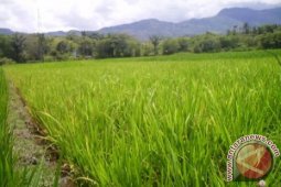 Lahan padi jangan diganti sawit