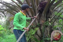 Apkasindo: hasil panen sawit petani Jambi menurun