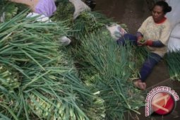 Stok Daun Bawang di Pangkalpinang Kurang
