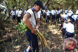 Tanam Mangrove
